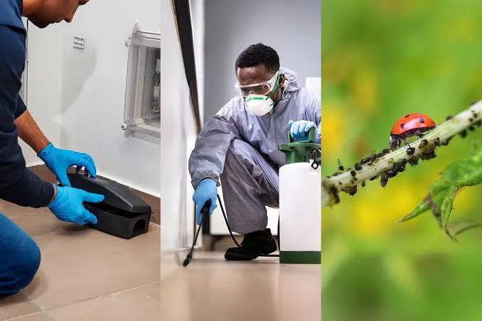 How Pest Control Local SEO Improves Google Visibility